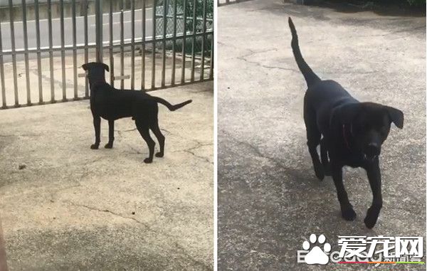 超有趣!只听麻麻的呼唤的小狗菜包