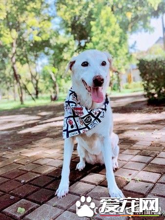 大雨激发的创 小布穿上包货很强的妈妈牌雨衣