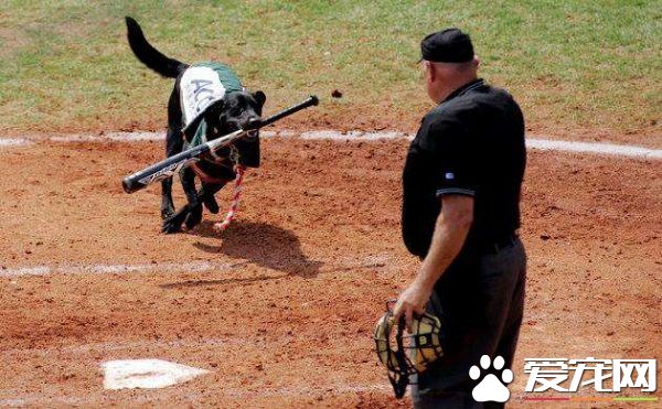 超可爱又尽职球童狗 可爱举动令球迷笑翻