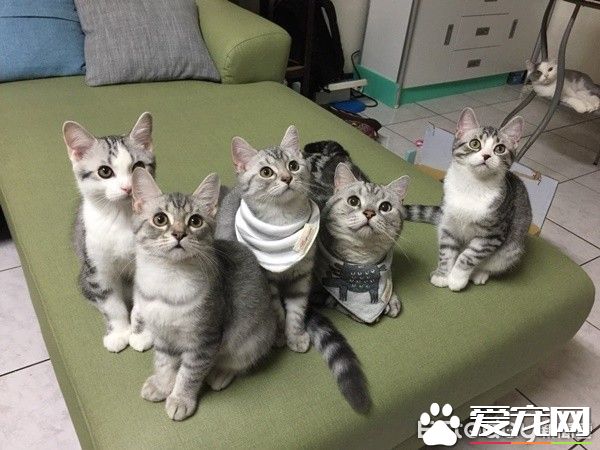 超级奶爸短毛猫 父代母职举脚耐心让女儿喝奶