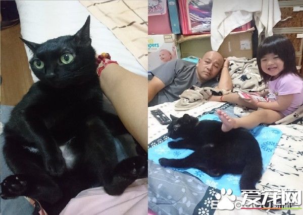 黑猫超爱爸爸 跳到人家肩膀上舔头顶不停撒娇