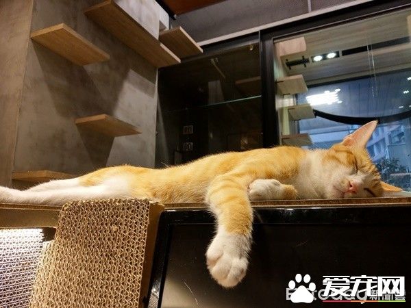 老板心血来潮的举动 证实了猫科动物跑得快却不持久