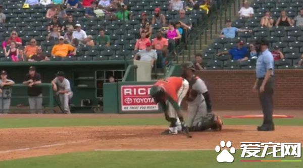 超可爱又尽职球童狗 可爱举动令球迷笑翻