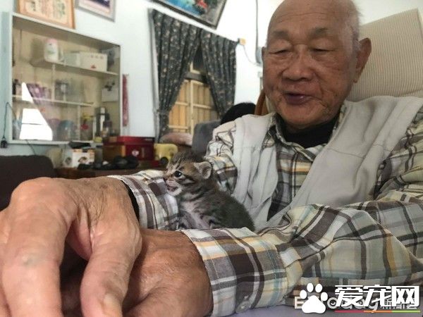 双双怕猫的阿公和阿嬷 最终还是被猫被收服