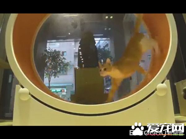 老板心血来潮的举动 证实了猫科动物跑得快却不持久