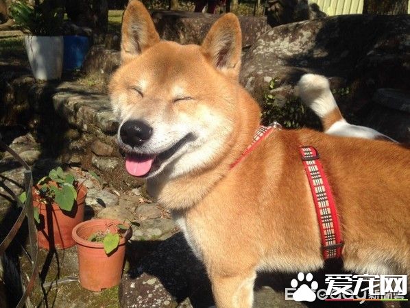 模仿力超强的柴柴，发音标准萌坏网友