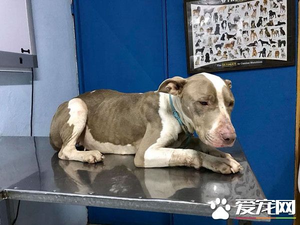 令人心痛！无良饲主让狗狗们对人类失去信任