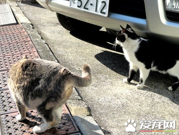 猫咪破窗而逃 主人心急寻找却发现在家门口翻滚