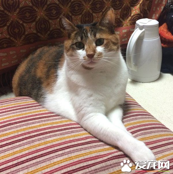 主人外出过夜后回家！发现猫咪竟会自己开肉泥趴