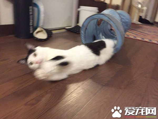 猫咪也有猫咪保姆啦！拍照质量还是有待提高