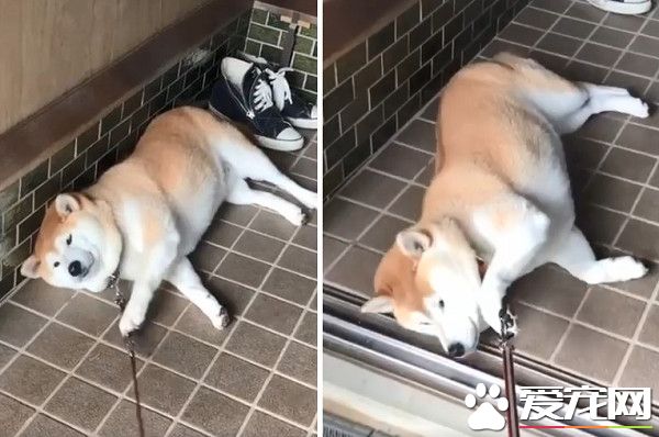 毛小孩也会耍赖！日本ins用户po出爱犬柴柴照片网友热议