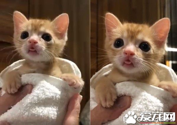 超级萌翻猫咪 每次拍嗝就会忘记收舌发呆