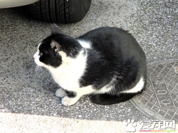 猫咪破窗而逃 主人心急寻找却发现在家门口翻滚