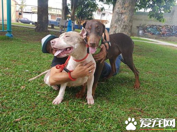 令人心痛！无良饲主让狗狗们对人类失去信任