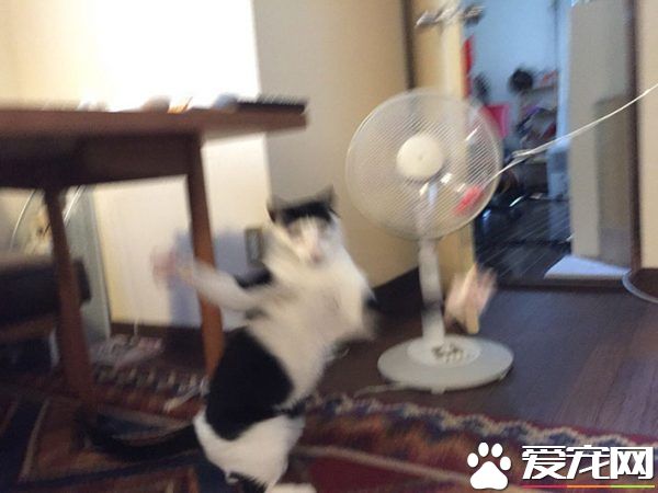 猫咪也有猫咪保姆啦！拍照质量还是有待提高