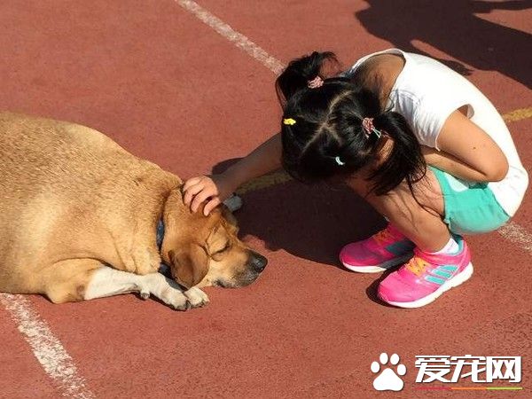 小学校犬被不断喂食胖成猪 校导请勿喂食帮忙减肥