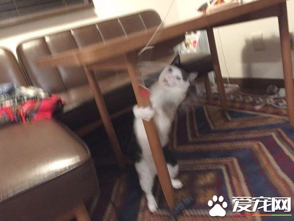 猫咪也有猫咪保姆啦！拍照质量还是有待提高