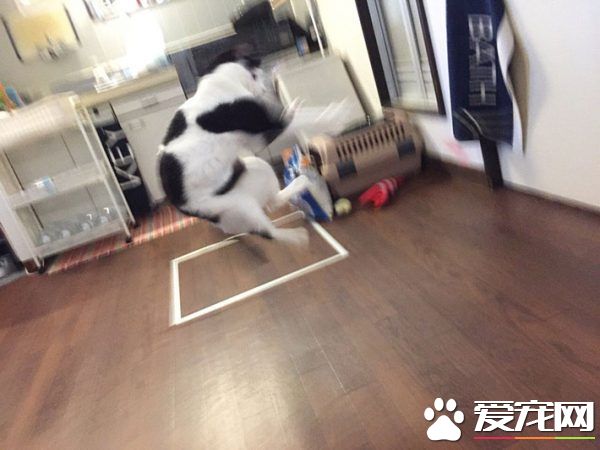 猫咪也有猫咪保姆啦！拍照质量还是有待提高