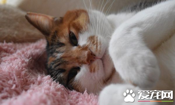 主人外出过夜后回家！发现猫咪竟会自己开肉泥趴