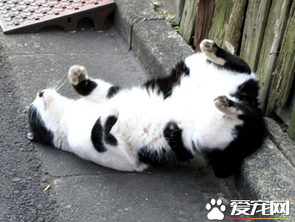 猫咪破窗而逃 主人心急寻找却发现在家门口翻滚