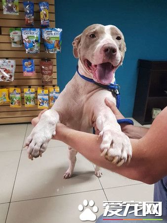 令人心痛！无良饲主让狗狗们对人类失去信任