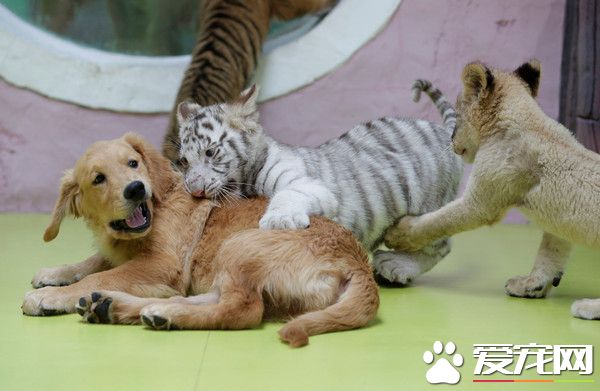 超级萌烦！不同物种动物被黄金猎犬妈妈带大