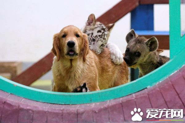 超级萌烦！不同物种动物被黄金猎犬妈妈带大