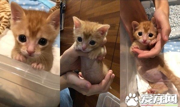 超级萌翻猫咪 每次拍嗝就会忘记收舌发呆