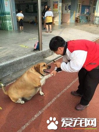 小学校犬被不断喂食胖成猪 校导请勿喂食帮忙减肥