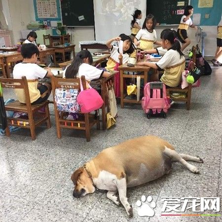 小学校犬被不断喂食胖成猪 校导请勿喂食帮忙减肥