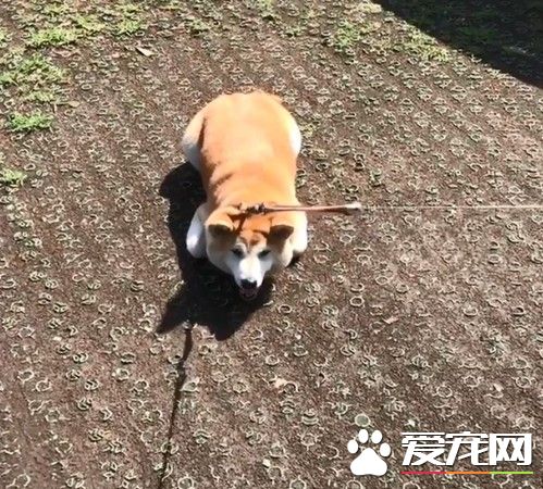 毛小孩也会耍赖！日本ins用户po出爱犬柴柴照片网友热议