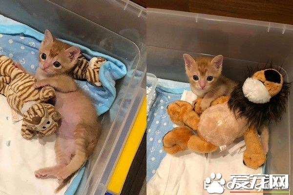 超级萌翻猫咪 每次拍嗝就会忘记收舌发呆