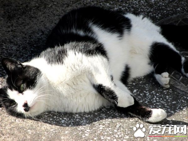 猫咪破窗而逃 主人心急寻找却发现在家门口翻滚