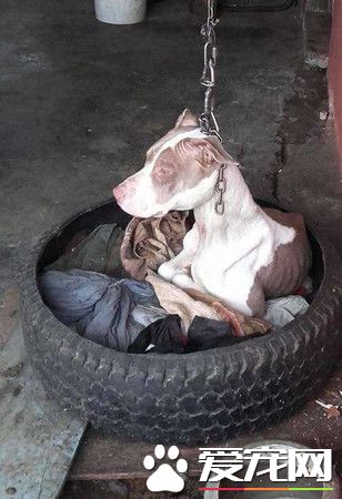 令人心痛！无良饲主让狗狗们对人类失去信任