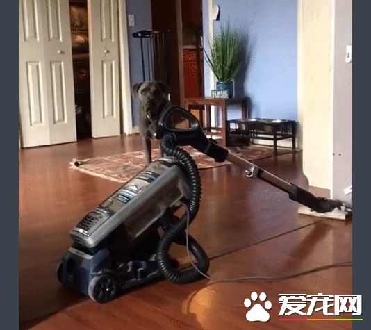再高的围栏都挡不住的大狗狗 死穴居然是吸尘器