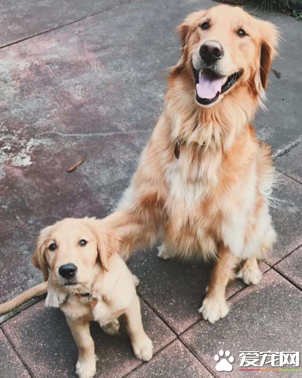 成长速度很快的妹妹 始终是黄金猎犬的小不点
