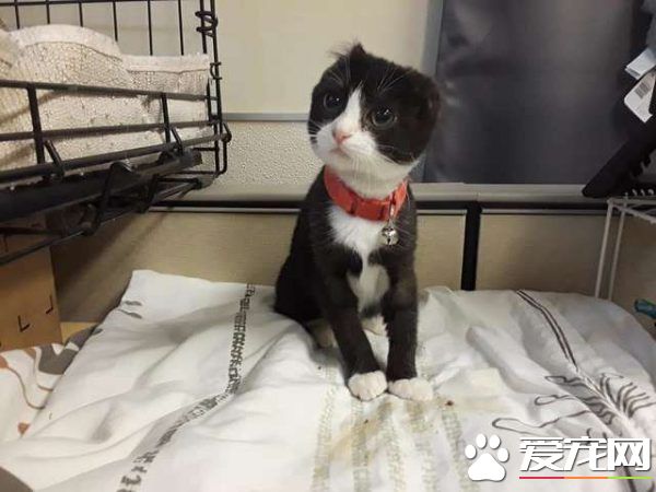 猫咪耳朵尾巴被割掉 在志工帮助下找到超适合的猫奴