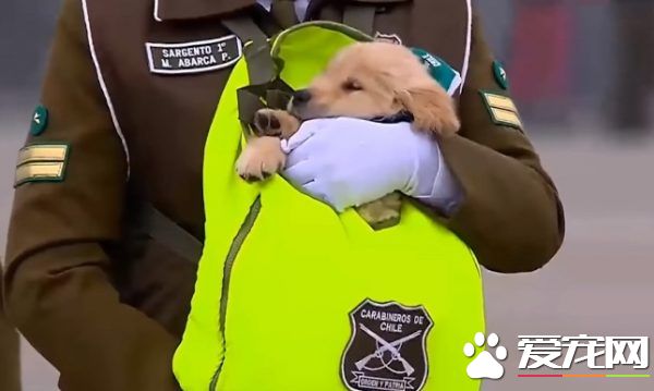 史上最可爱阅兵典礼 未来的军警犬来见世面啦