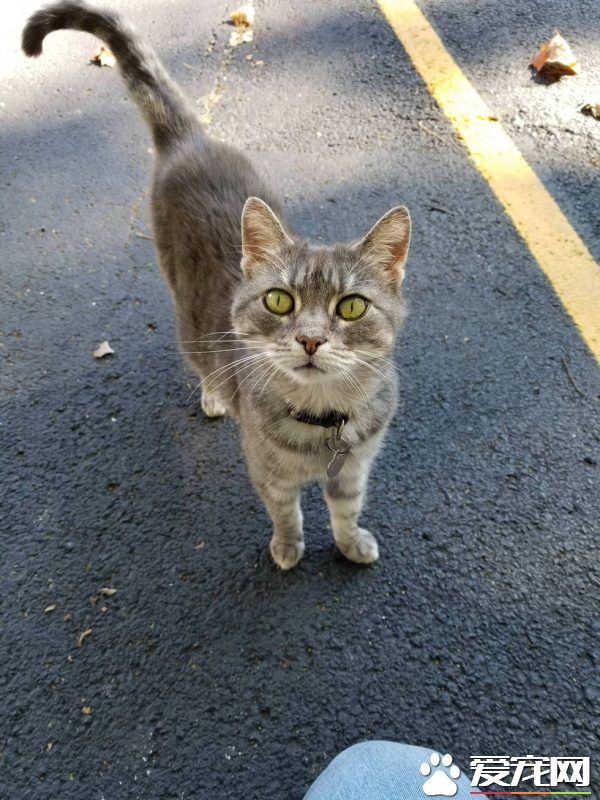 坚持不懈与小猫互动 时长六年小猫卸下心防