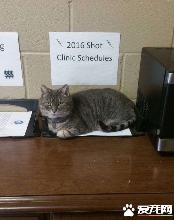 坚持不懈与小猫互动 时长六年小猫卸下心防