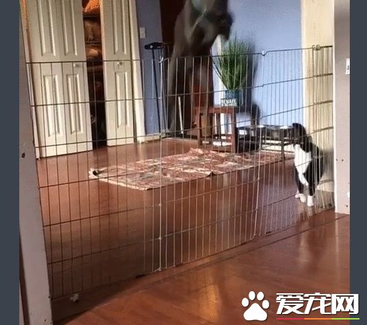 再高的围栏都挡不住的大狗狗 死穴居然是吸尘器