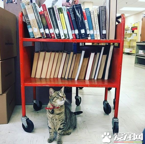 图书馆的虎斑猫露西 强项卖萌也能认真工作