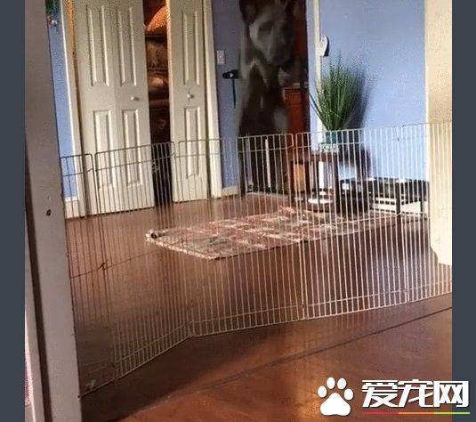 再高的围栏都挡不住的大狗狗 死穴居然是吸尘器