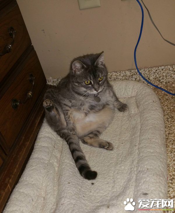 坚持不懈与小猫互动 时长六年小猫卸下心防