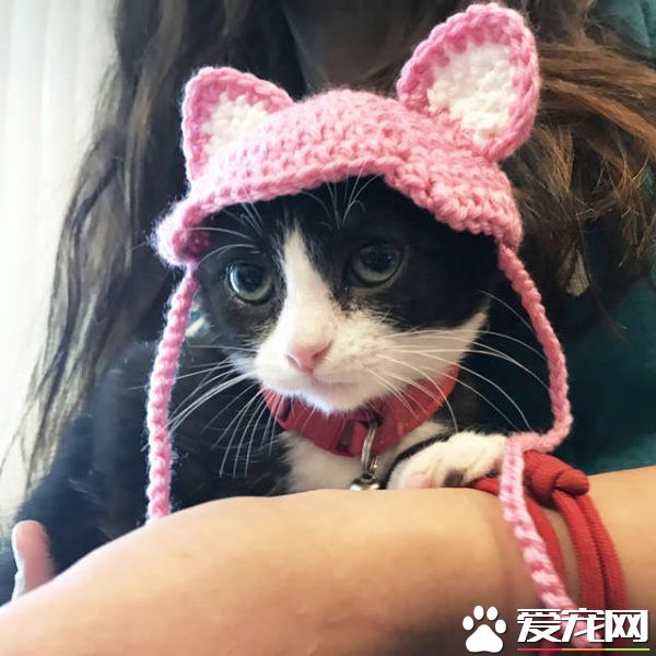猫咪耳朵尾巴被割掉 在志工帮助下找到超适合的猫奴