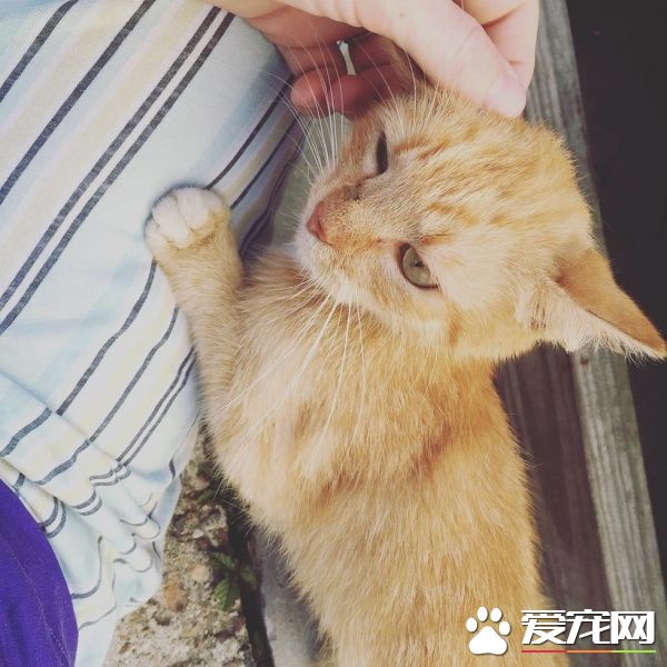 超可爱喵星人 为自己挑了四岁小男孩当猫奴收编