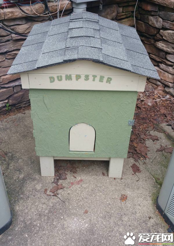 坚持不懈与小猫互动 时长六年小猫卸下心防