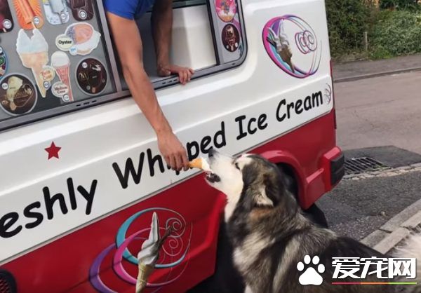 超爱冰淇淋的狗狗每天等冰淇淋车 可爱模样萌翻网友