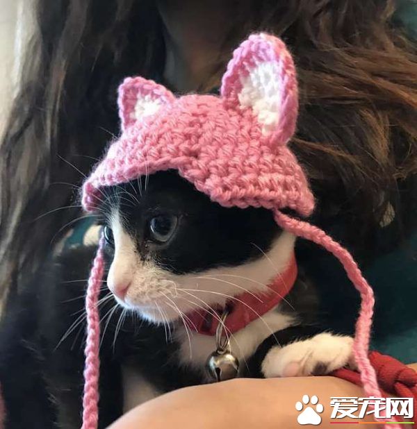猫咪耳朵尾巴被割掉 在志工帮助下找到超适合的猫奴