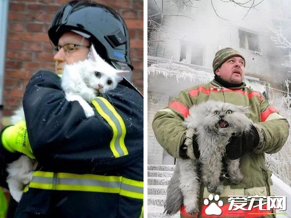 超级霸气战斗民族猫咪 被救火场后依旧战力破表